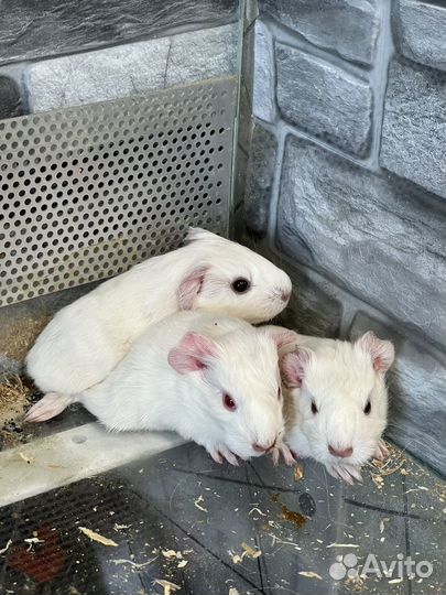 Морская свинка шелти 1900