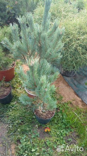 Сосна Ватерери