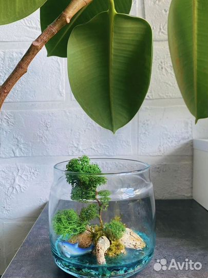 Флорариум моссариум