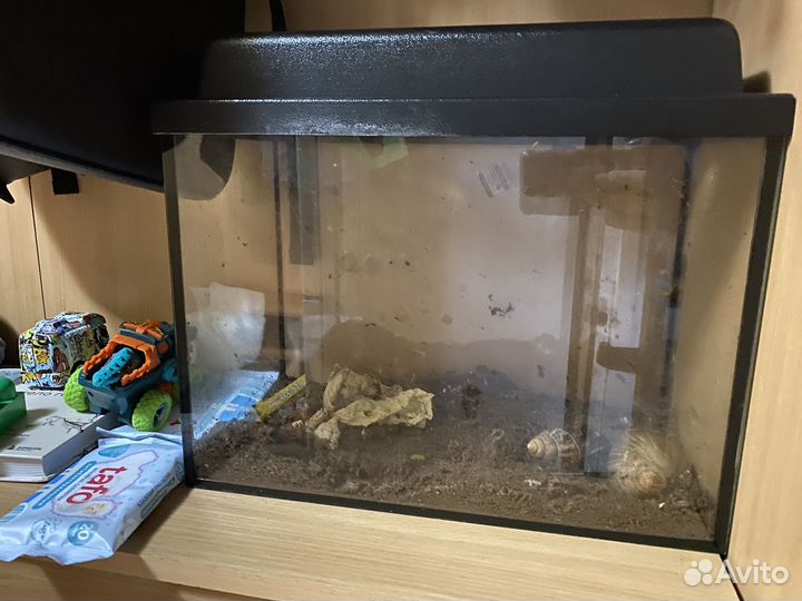 Улитки ахатины с аквариумом