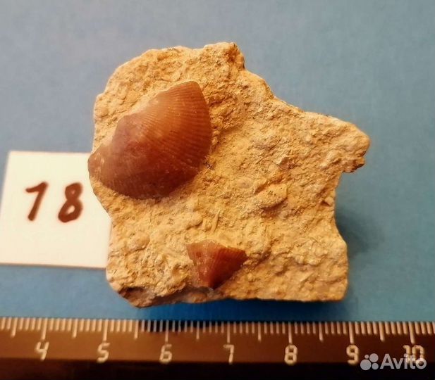 Палеонтология окаменелость Девонское дно