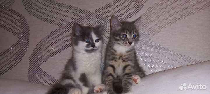 Котята ищут лебящую семью