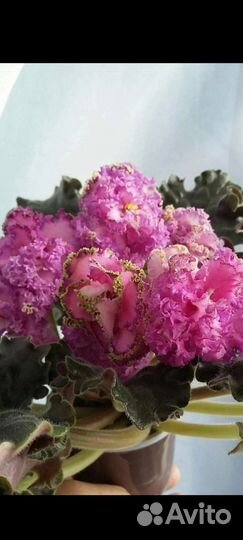 Фиалка сортовая