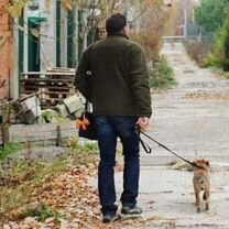 Бордер терьер. Лучший помет в питомнике