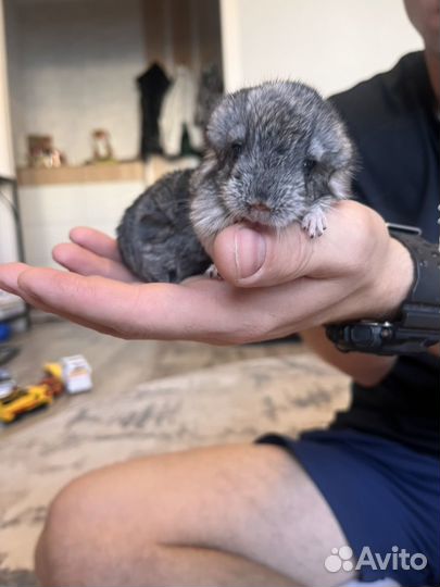 Шиншилла 2 мальчика