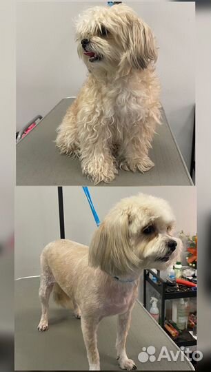 Груминг Стрижка собак и кошек Экспресс-линька