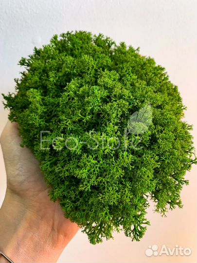 Королевский ягель классический