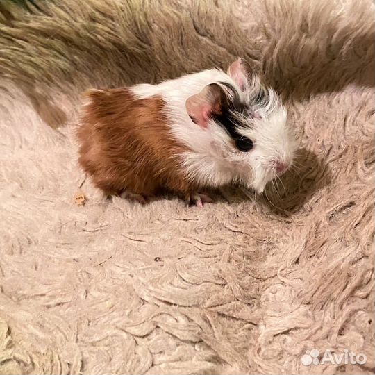 Морские свинки малыши