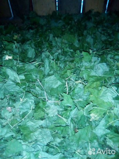 Травы,ягоды,корни