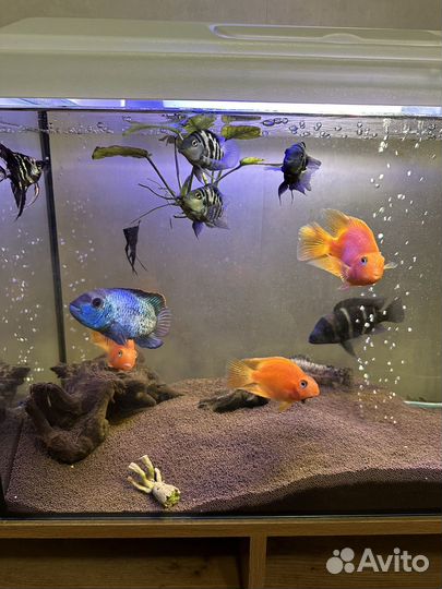 Аквариум с рыбками