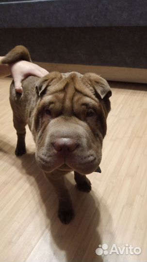 Собаки щенки шарпей