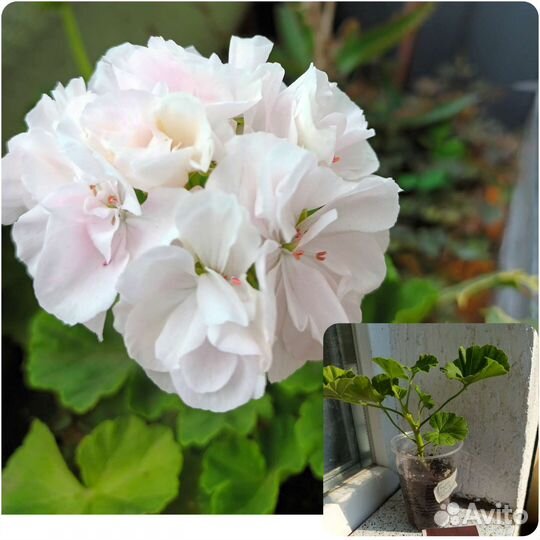 Пеларгония герань