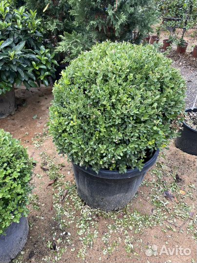 Туя шаровидная.Даника Вудварди