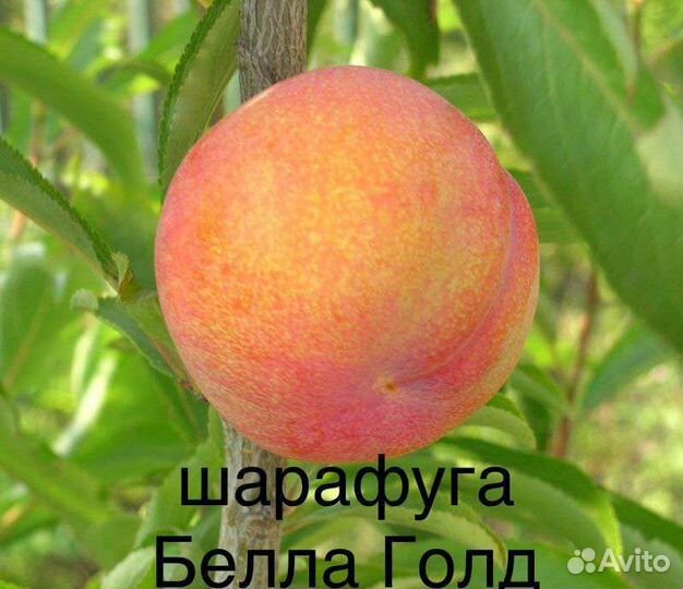 Саженцы Шарафуги Bella Gold