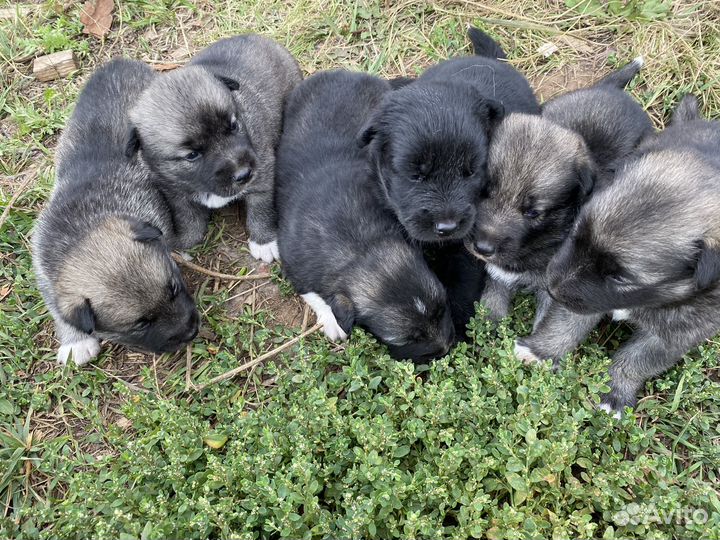 Щенки в добрые руки