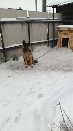 Продам щенков немецкой овчарки