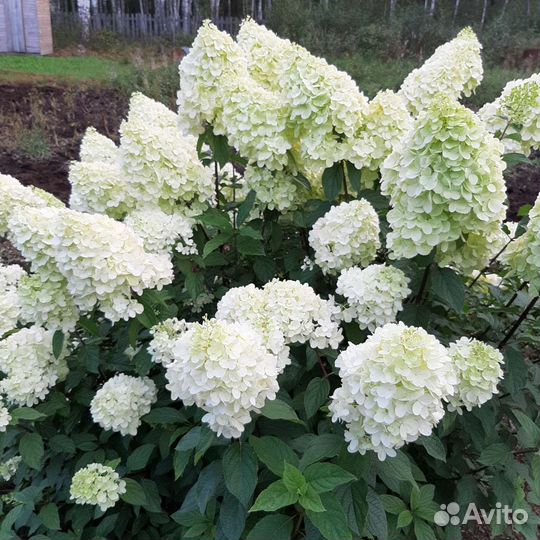 Гортензии на срез