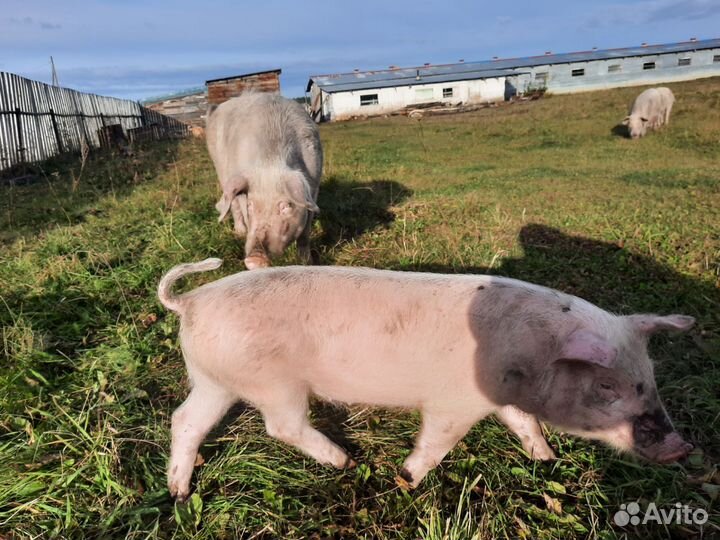 Поросенок ландрас