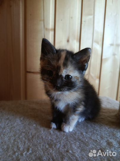 Кошка