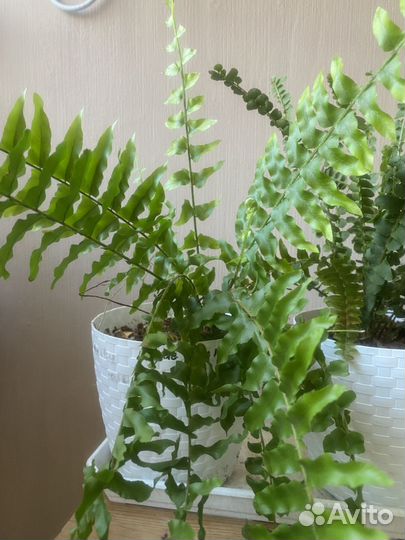 Вайки папоротников