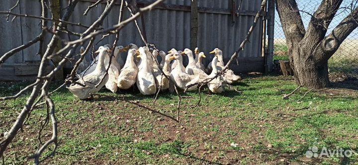 Утка Агидель