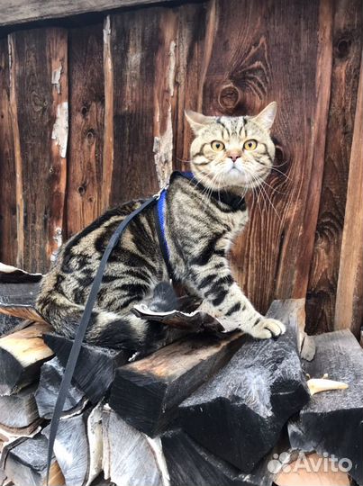 Шотландский кот вязка