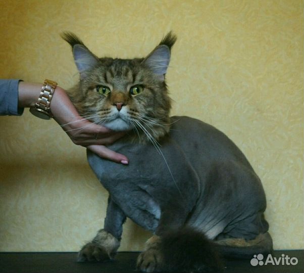 Стрижка собак и кошек