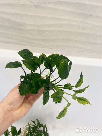 Рстение анубиас