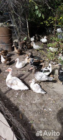 Мускусные утки