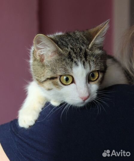 Котенок Машенька