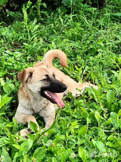 Милый щенок ищет дом