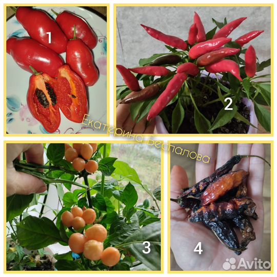 Семена редких сортов перца