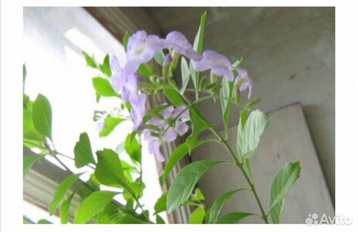 Комнатные растения Дуранта