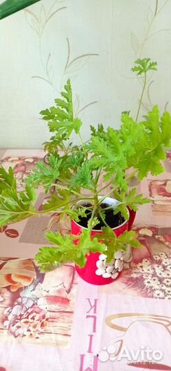 Пеларгония герань душистая