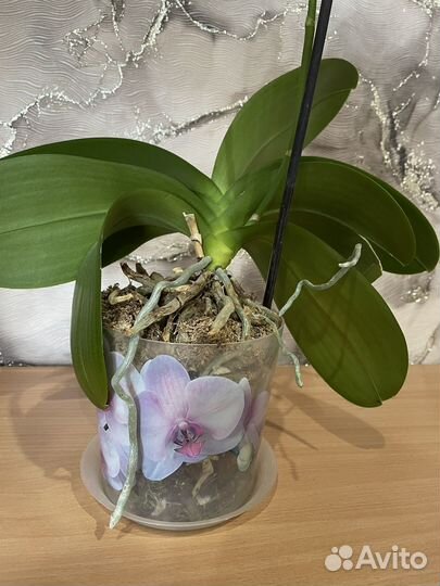 Орхидея фаленопсис