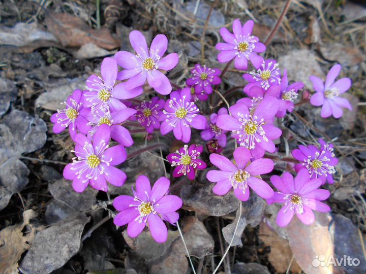 Растения для тени