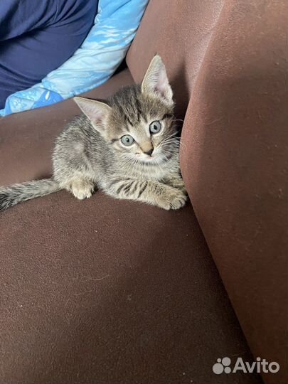 Котенок в самые добрые руки