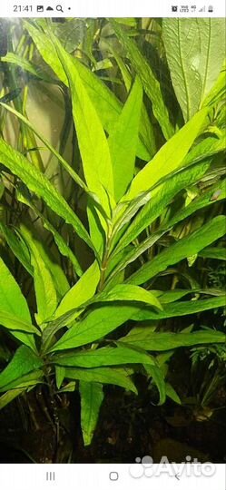 Аквариумные растения живые