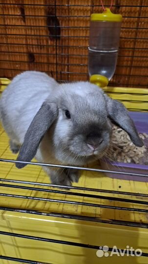 Декоративный вислоухий кролик бесплатно