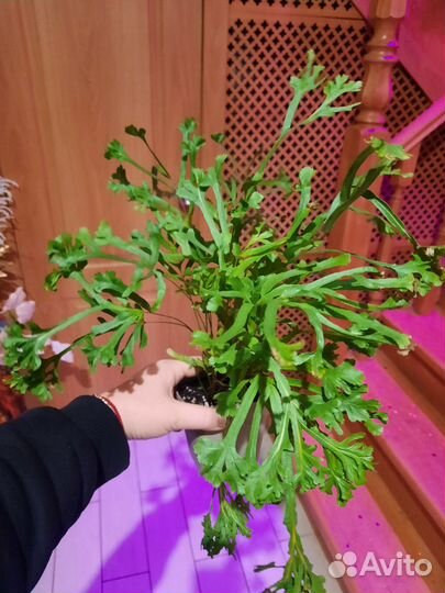 Птерис критский