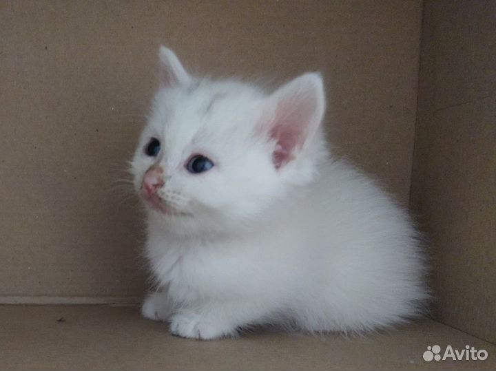 Шотландская