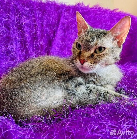 Страшная кошка