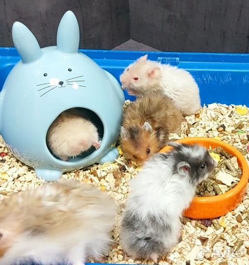 Сирийский хомяк