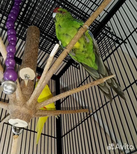 Новозеландский прыгающий попугай (какарик)