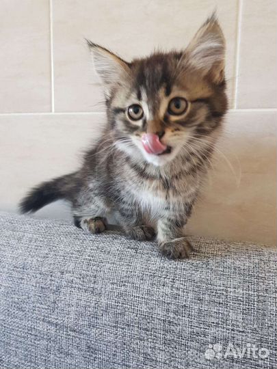 Кошка в дар