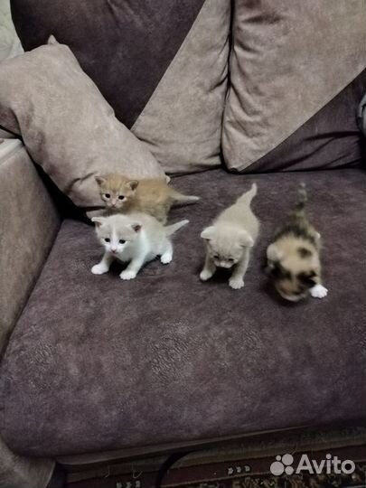 Котята - милые пушистики