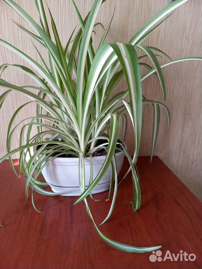 Хлорофитум/Цветы в горшках