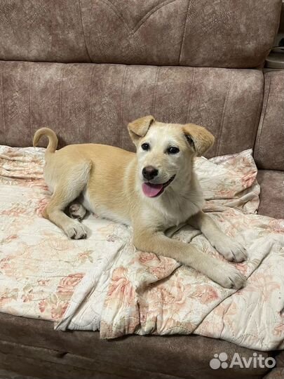 Собака в добрые руки