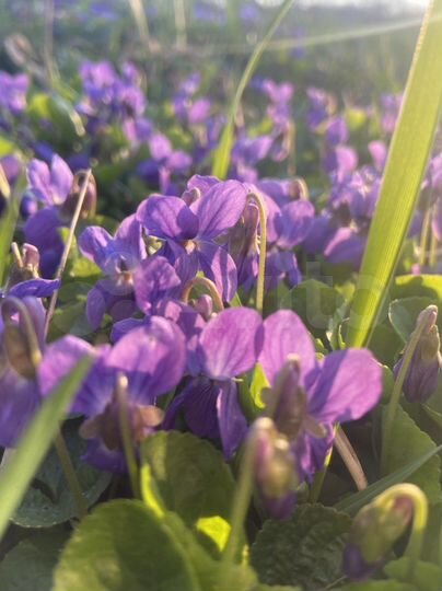 Дача 20 м² на участке 10 сот.