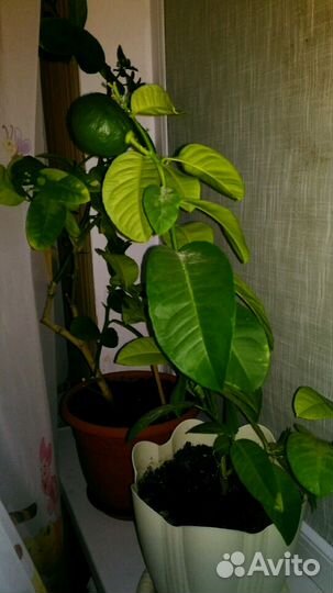 Домашний лимон (дерево)